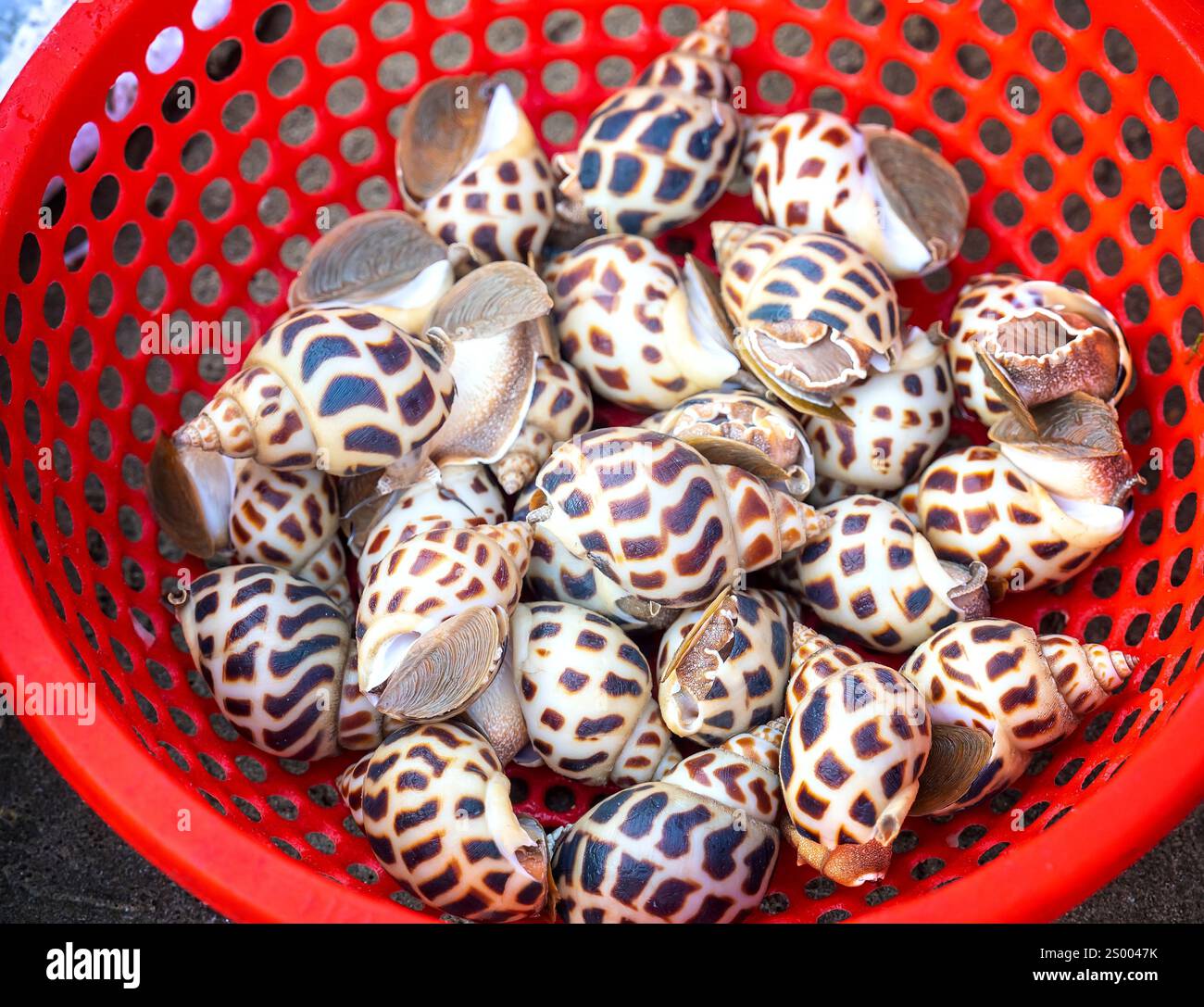 Una lumaca dolce cruda fresca o babylonia areolata in una ciotola d'acqua sono venduti al mercato del pesce nel Vietnam centrale Foto Stock