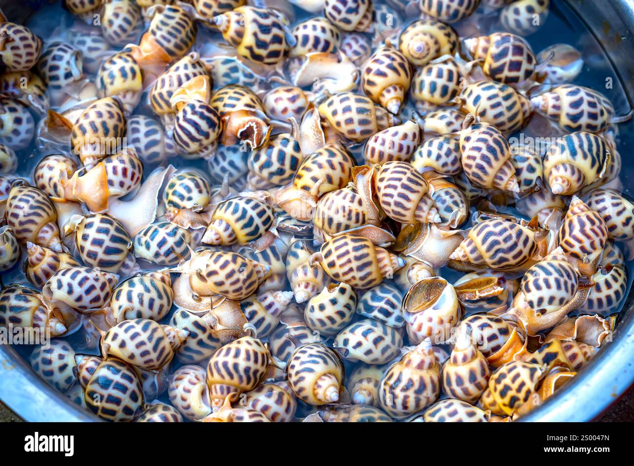 Una lumaca dolce cruda fresca o babylonia areolata in una ciotola d'acqua sono venduti al mercato del pesce nel Vietnam centrale Foto Stock