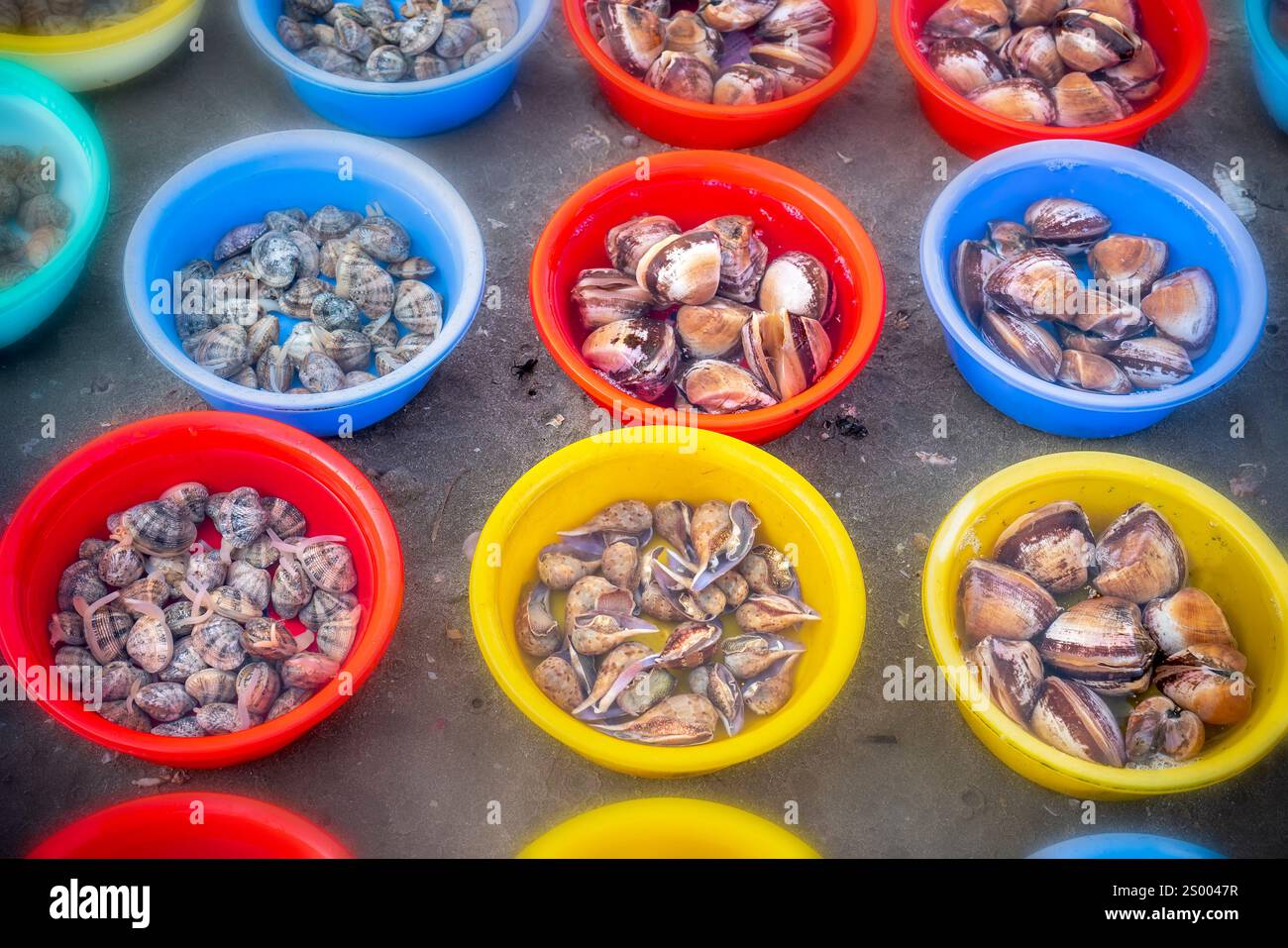 Una lumaca dolce cruda fresca o babylonia areolata in una ciotola d'acqua sono venduti al mercato del pesce nel Vietnam centrale Foto Stock
