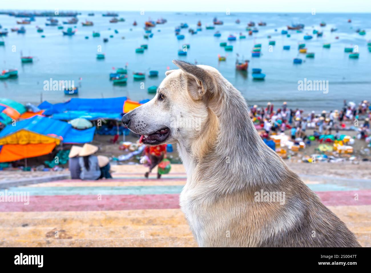 Golden dog in spiaggia in attesa del suo proprietario di tornare dal mare dopo la pesca. Animali leali scelti come animali domestici con gli esseri umani Foto Stock