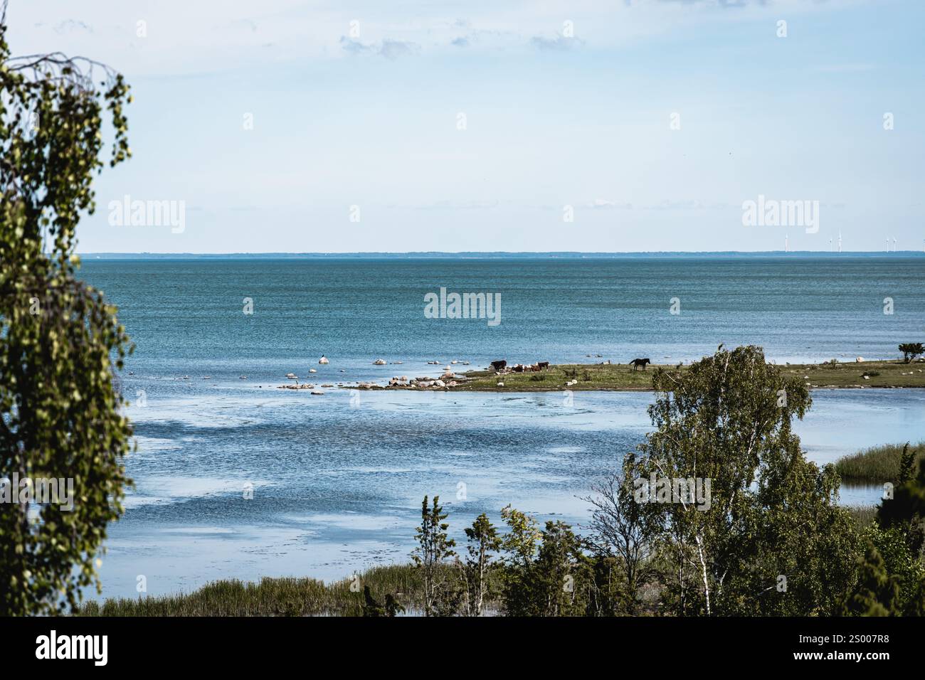 Paesaggio con mare e fauna selvatica Foto Stock
