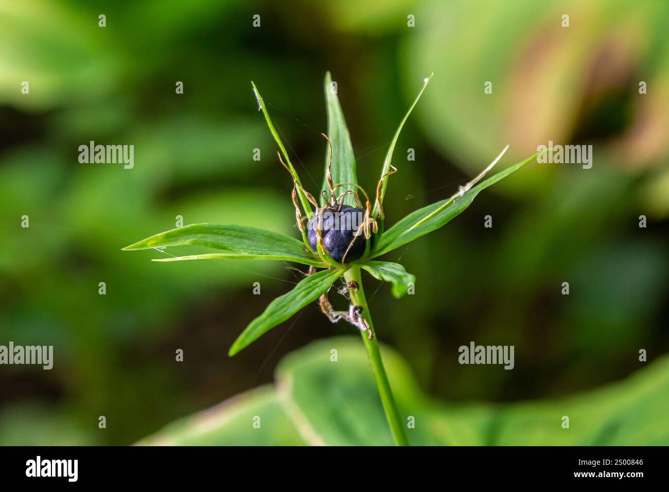 Pianta molto velenosa Raven's eye quadrifolia parigina a quattro foglie, nota anche come bacca o True Lovers Knot che cresce in natura in una foresta. Foto Stock