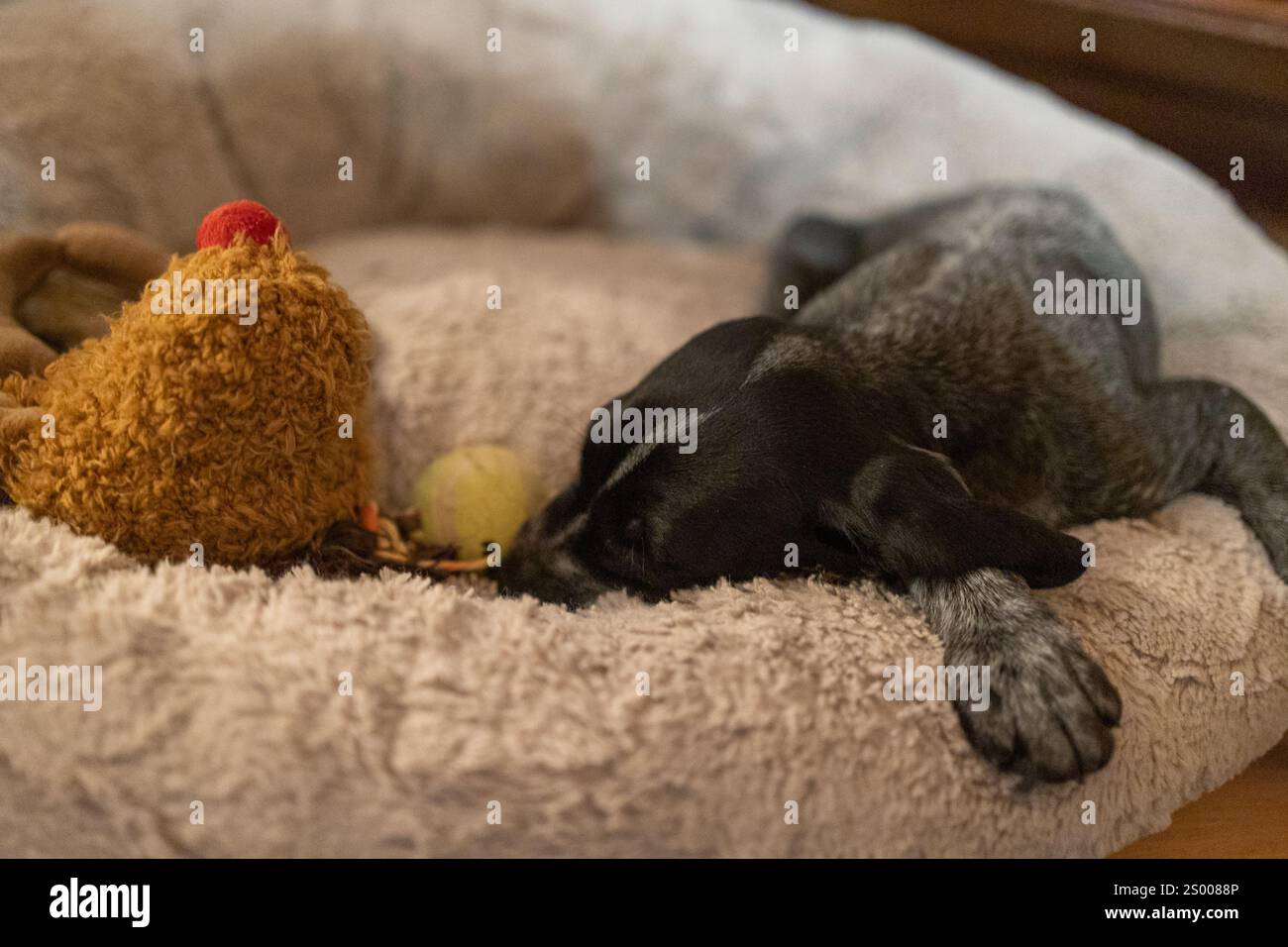 Nuovo cucciolo che riposa in un morbido letto con giocattoli nelle vicinanze Foto Stock