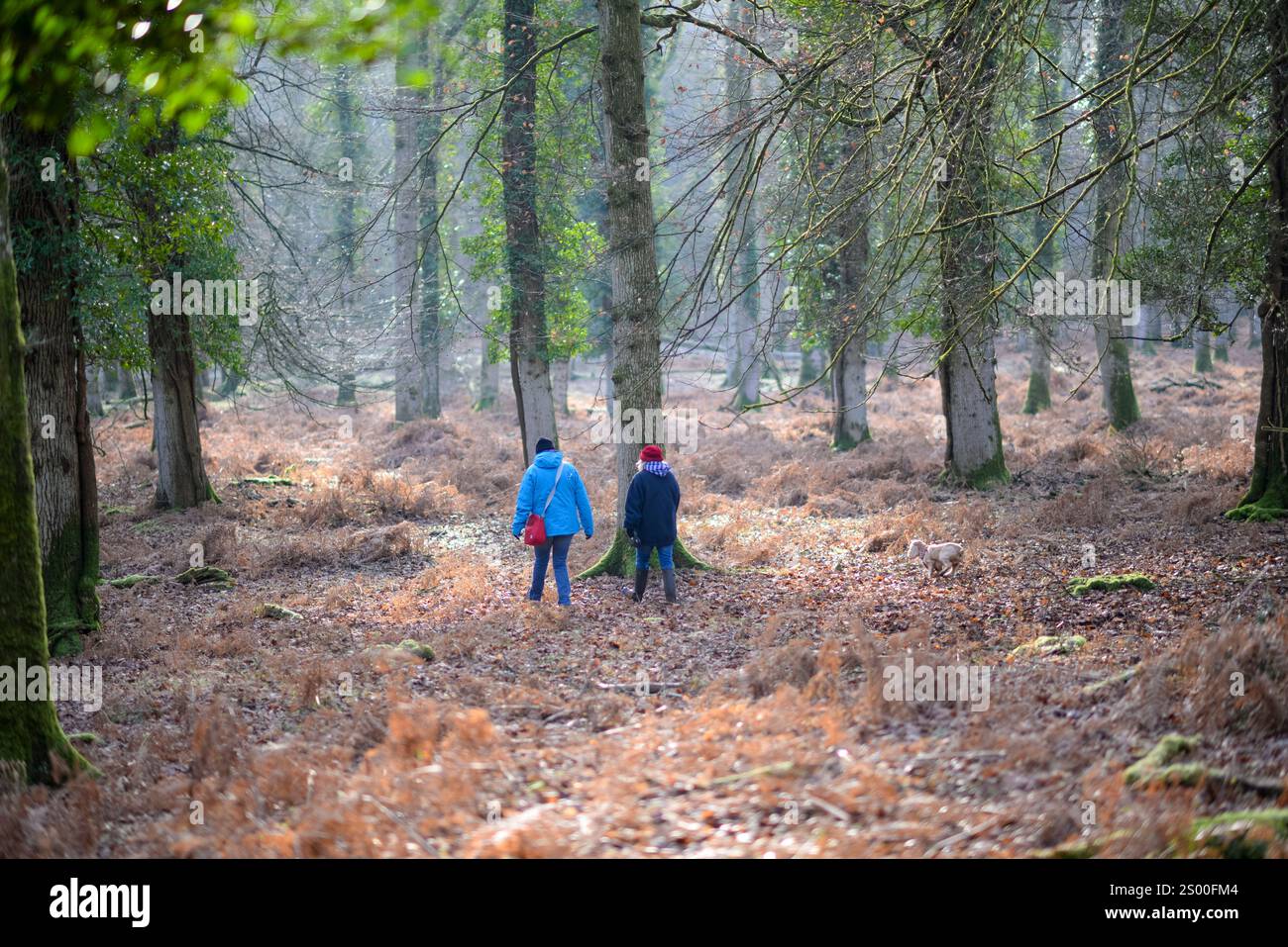 Due donne che camminano nella foresta di alberi alti in inverno, gennaio, Regno Unito Foto Stock