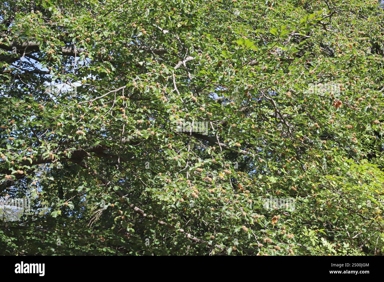 Fagus sylvatica, faggio europeo, faggio comune, Fagaceae. Una pianta selvatica sparata in estate. Foto Stock