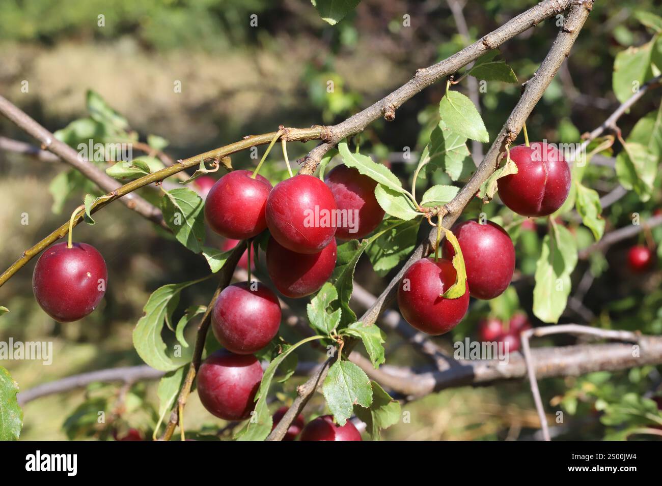 Prunus cerasifera, prugna ciliegia, Rosaceae. Pianta selvatica sparata in estate. Foto Stock