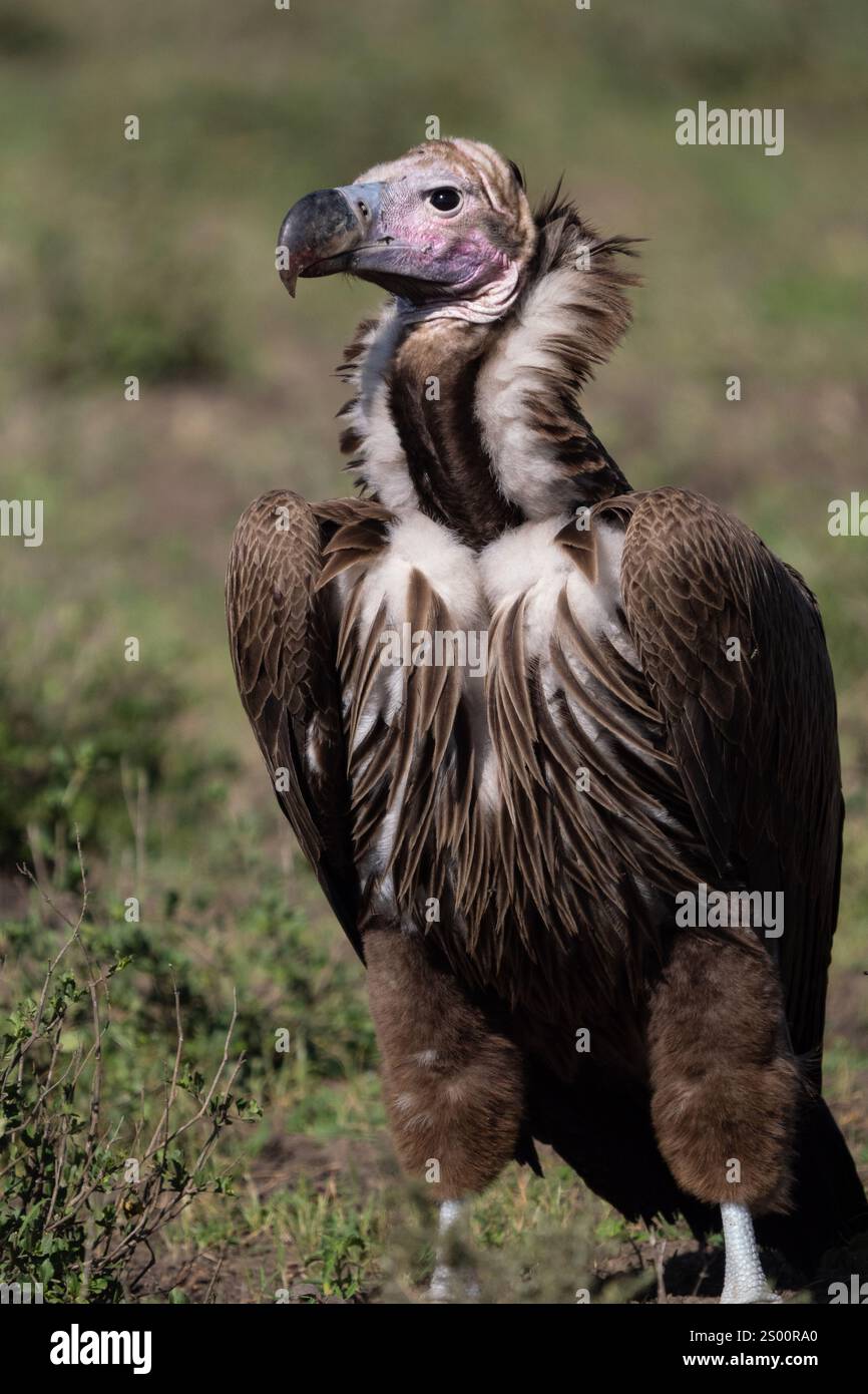 Lappet-Faced Vulture (Torgos tracheliotus) Foto Stock
