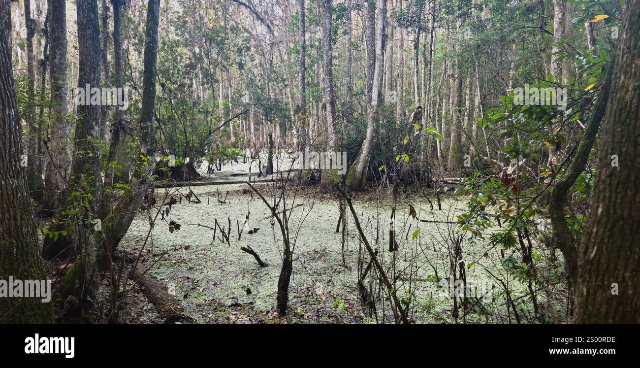 Palude della Florida tra gli alberi - Immagine stock catturata con smartphone