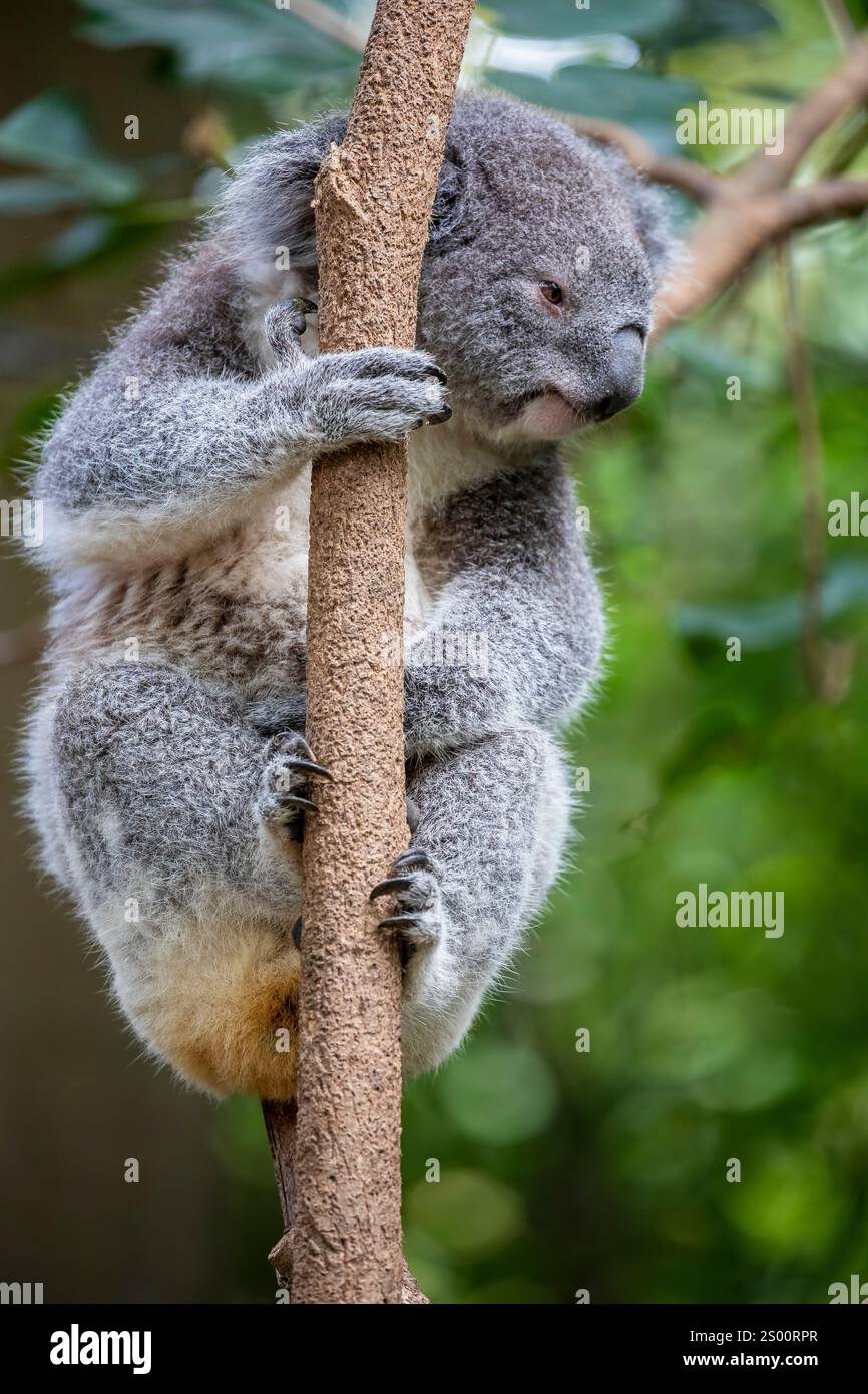 Il koala (Phascolarctos cinereus) è un marsupiale erbivoro arboreo originario dell'Australia. Foto Stock