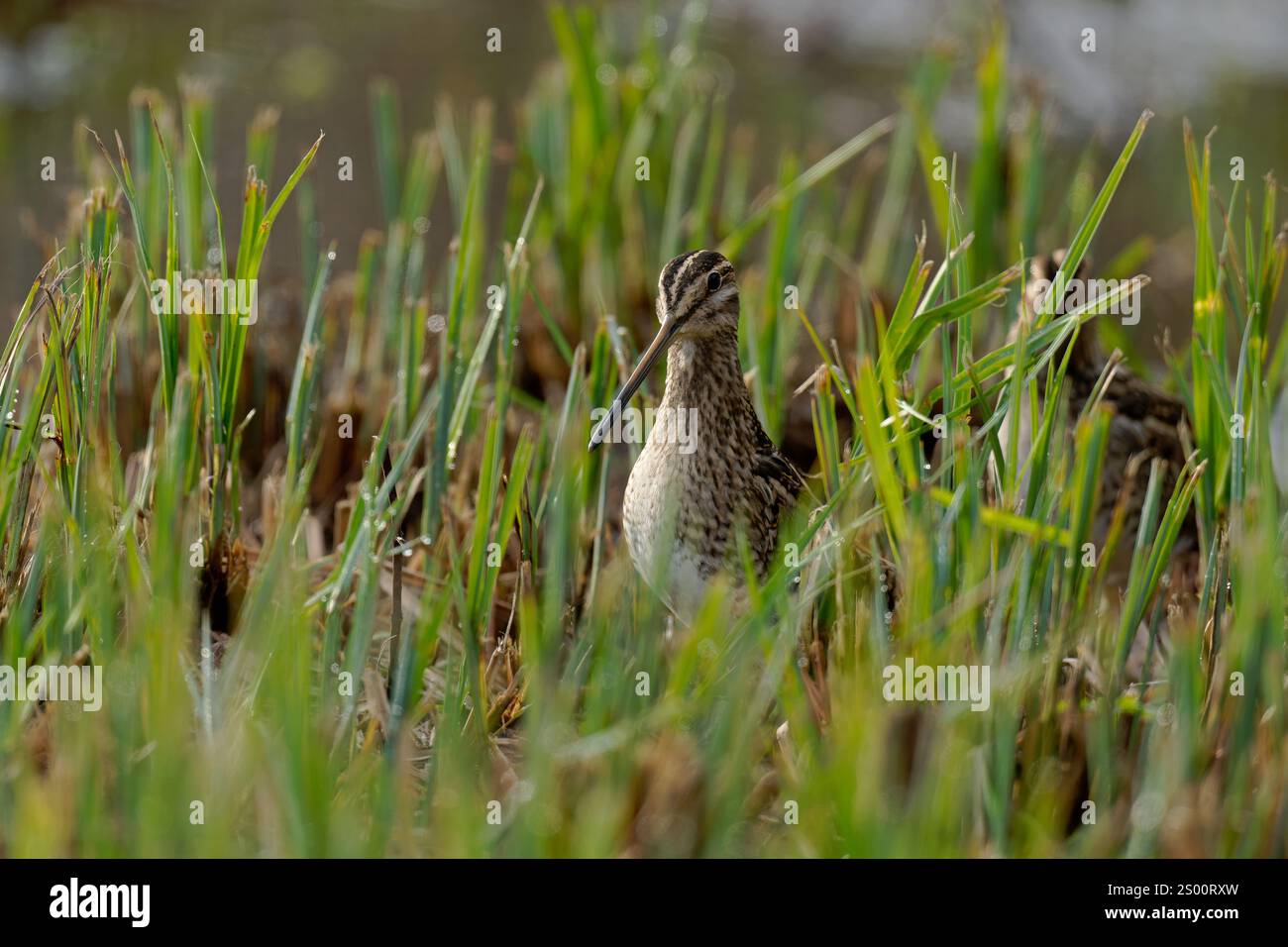 Snipe-Gallinago gallinago. Autunno Foto Stock