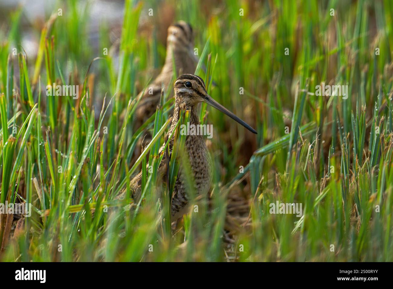 Snipe-Gallinago gallinago. Autunno Foto Stock