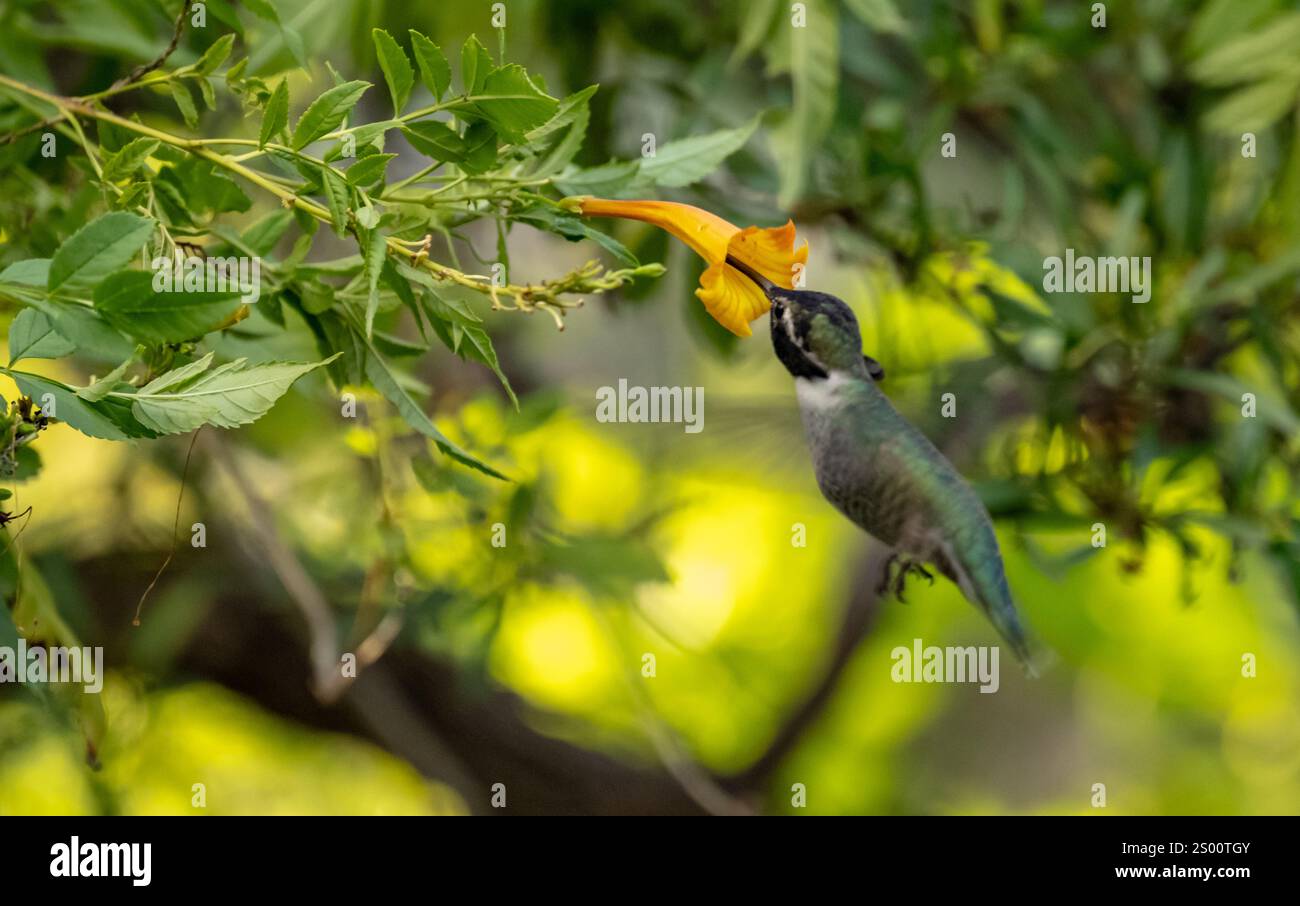 L'uccello ronzante si libra mentre mangia dal Fiore d'arancia nel giardino del deserto Foto Stock