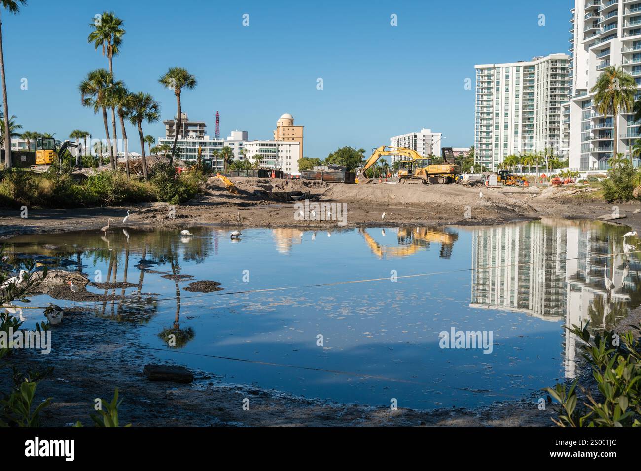 Sarasota, FL, US-30 novembre 2021: Uccelli in piccolo stagno inquinato come lo sviluppo immobiliare invade il loro habitat. Foto Stock