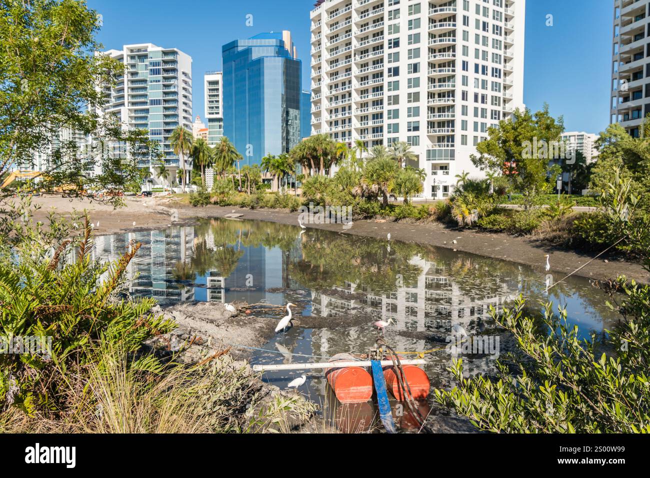 Sarasota, FL, US-30 novembre 2021: Uccelli in piccolo stagno inquinato come lo sviluppo immobiliare invade il loro habitat. Foto Stock