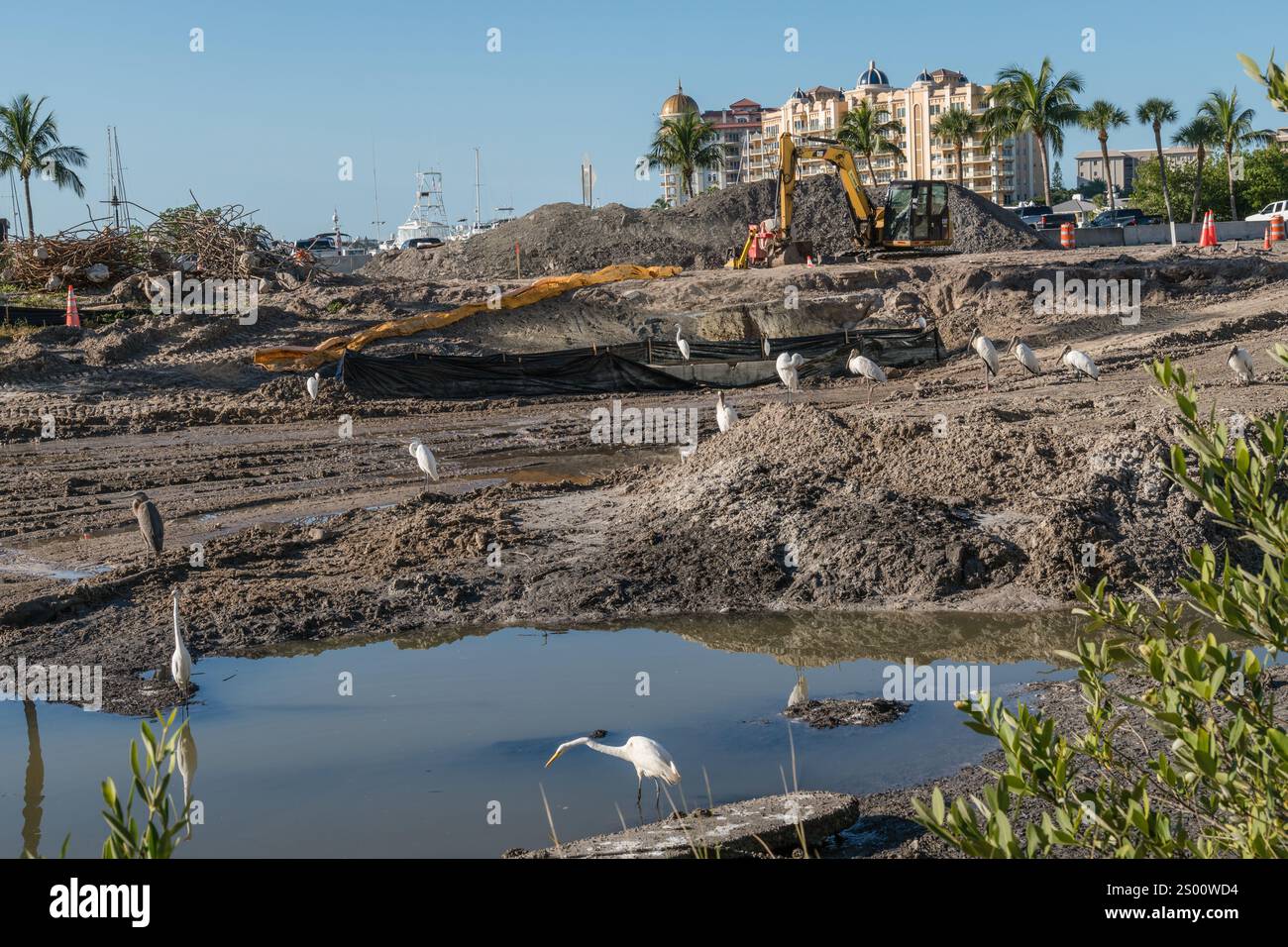Sarasota, FL, US-30 novembre 2021: Uccelli in piccolo stagno inquinato come lo sviluppo immobiliare invade il loro habitat. Foto Stock