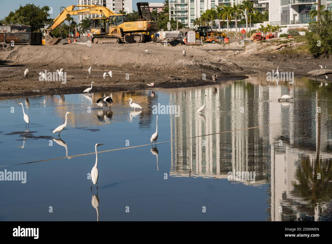 Sarasota, FL, US-30 novembre 2021: Uccelli in piccolo stagno inquinato come lo sviluppo immobiliare invade il loro habitat. Foto Stock