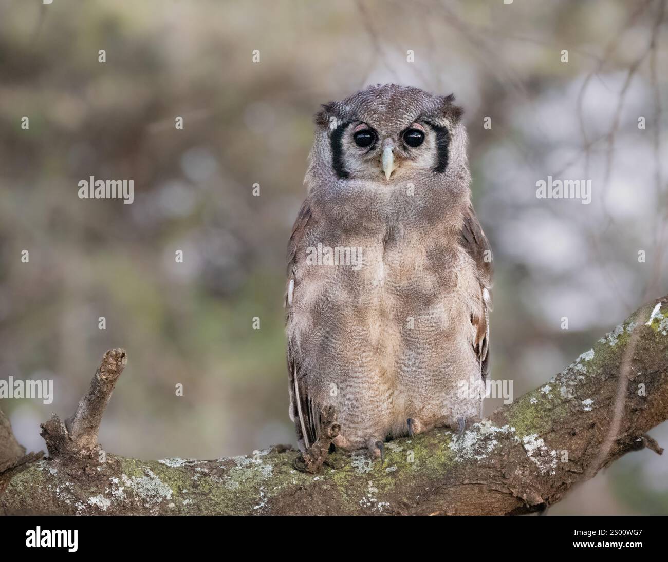Gufo dell'Aquila di Verreaux (bubo lacteus) Foto Stock