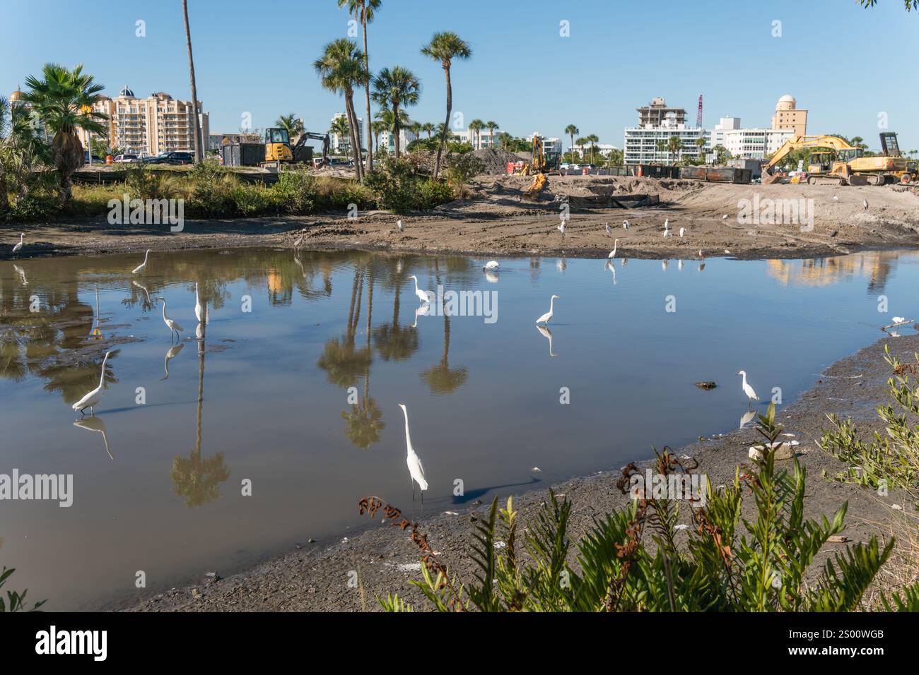 Sarasota, FL, US-30 novembre 2021: Uccelli in piccolo stagno inquinato come lo sviluppo immobiliare invade il loro habitat. Foto Stock
