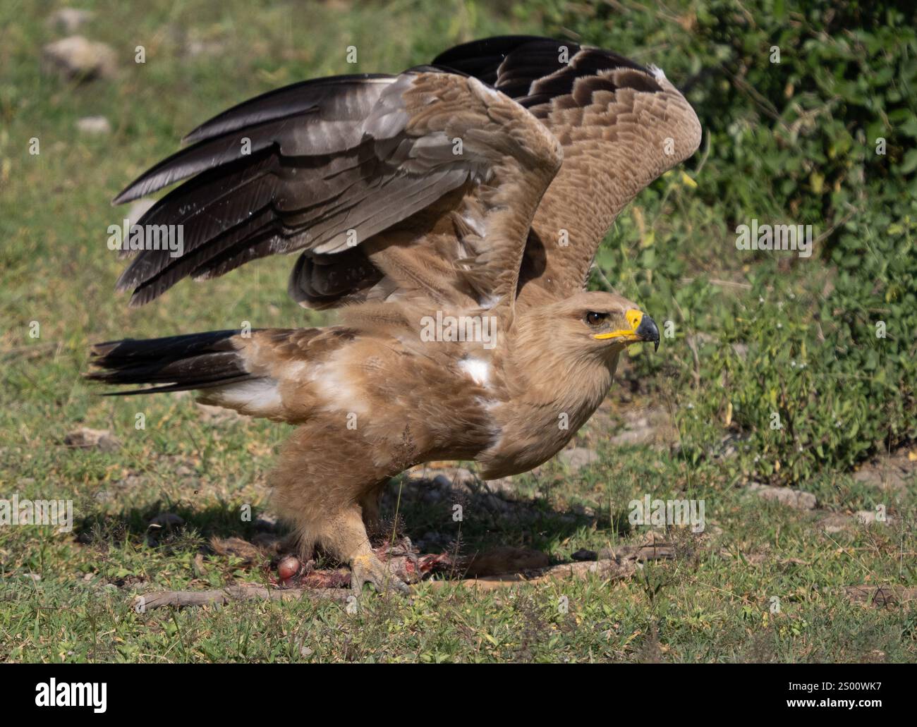Tawny Eagle (Aquila rapax) in volo da terra Foto Stock