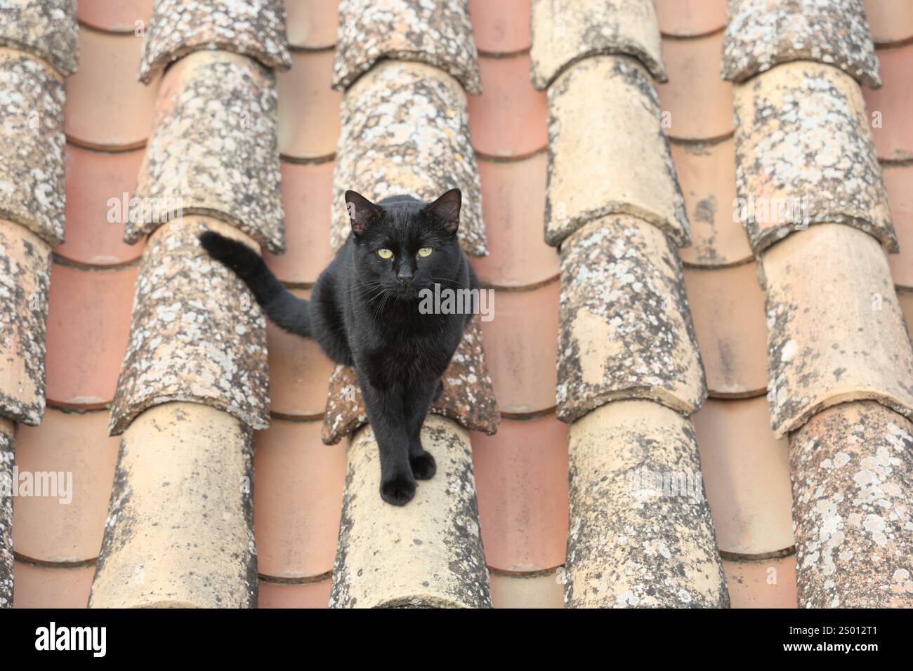 Gatto nero seduto su tegole che guardano verso la macchina fotografica, Mijas, Andalusia, Spagna, Europa Foto Stock