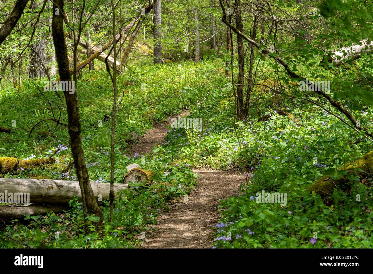 In primavera, un percorso attraverso il bacino dei lavelli Whiteoak è punteggiato da phlox, trillium e altri fiori selvatici nel Parco Nazionale delle Great Smoky Mountains. Foto Stock