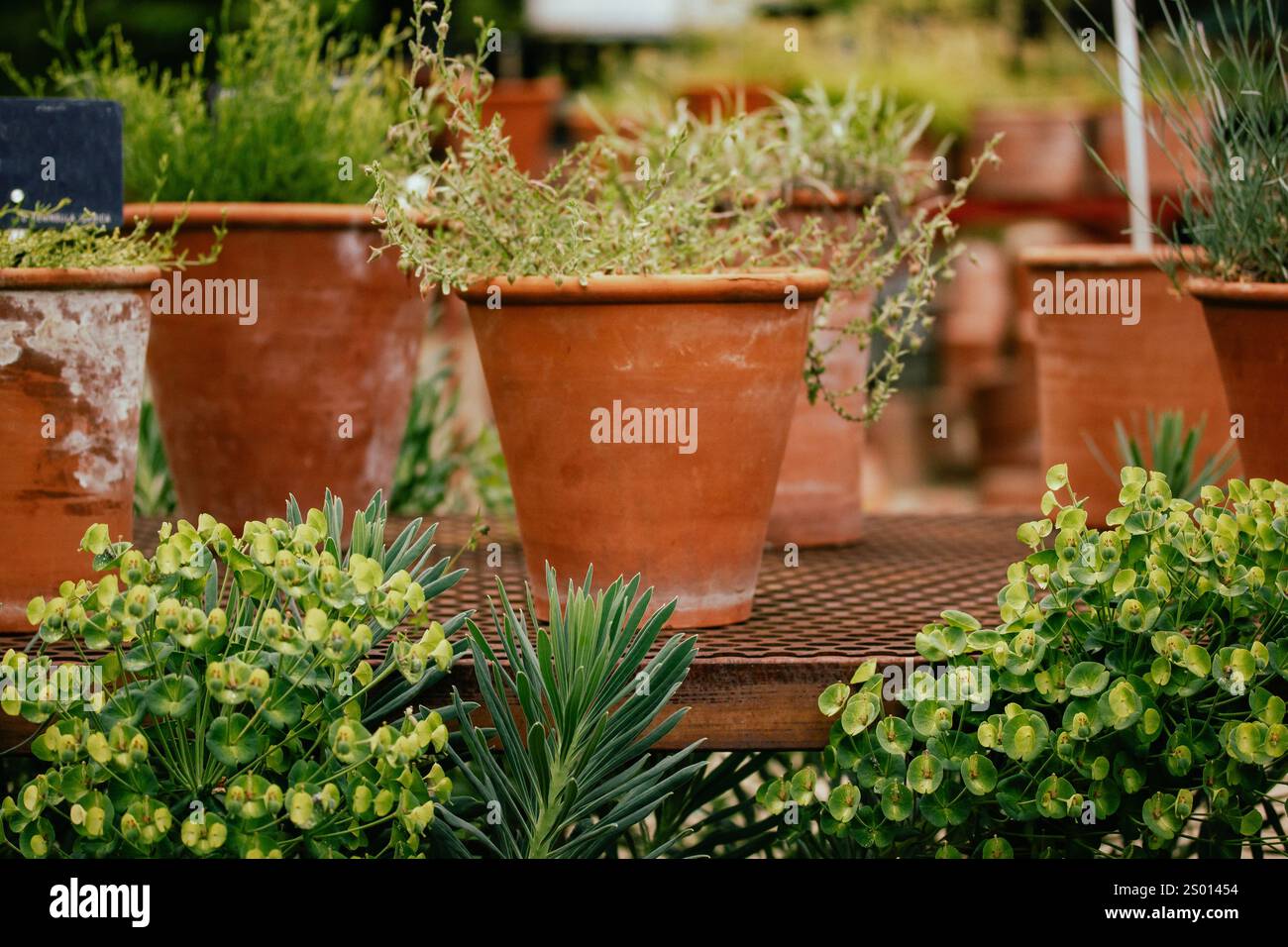 Molte piante in vaso. Nel giardino botanico ci sono molti vasi di fiori su una griglia metallica. Coltivare piante nella serra. Vasi di fiori di argilla rossa all'aperto. Foto Stock