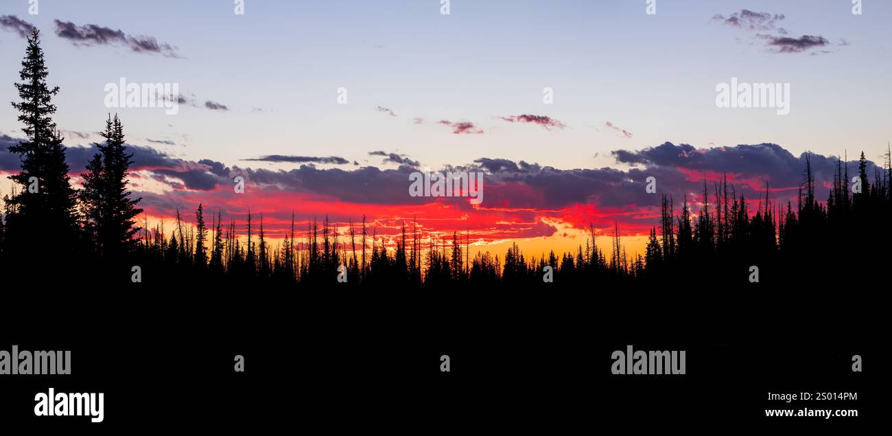 I pini si stagliano al buio di fronte a un tramonto colorato sulle montagne del Wyoming. Foto Stock
