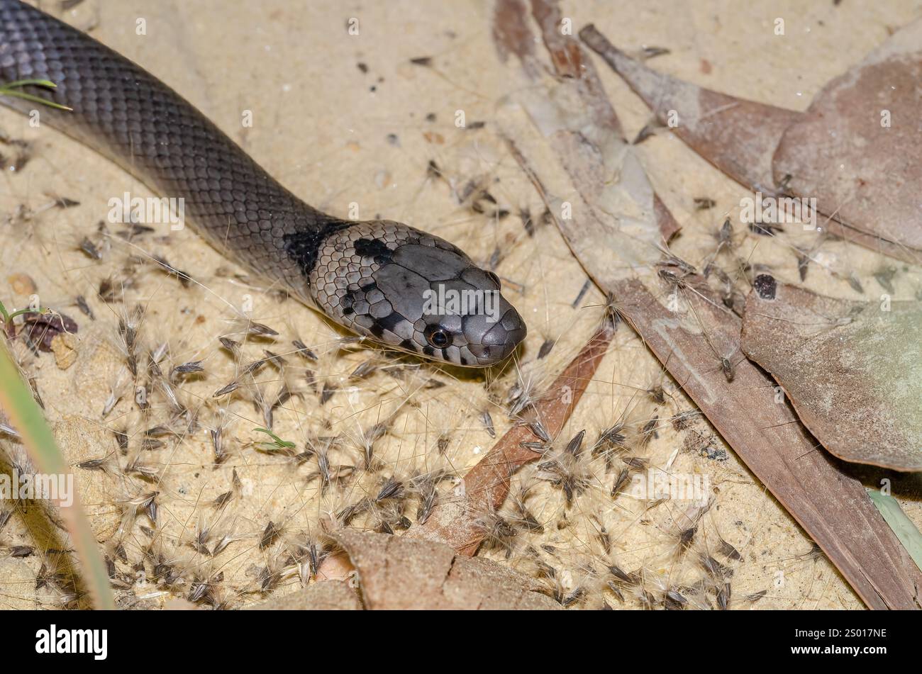 Serpente dalla testa pallida, Queensland, Australia Foto Stock