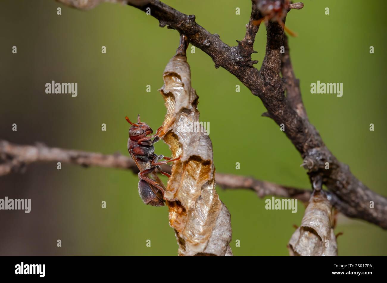 Wasp in carta marrone con bastoncino - Ropalidia revolutionalis Foto Stock