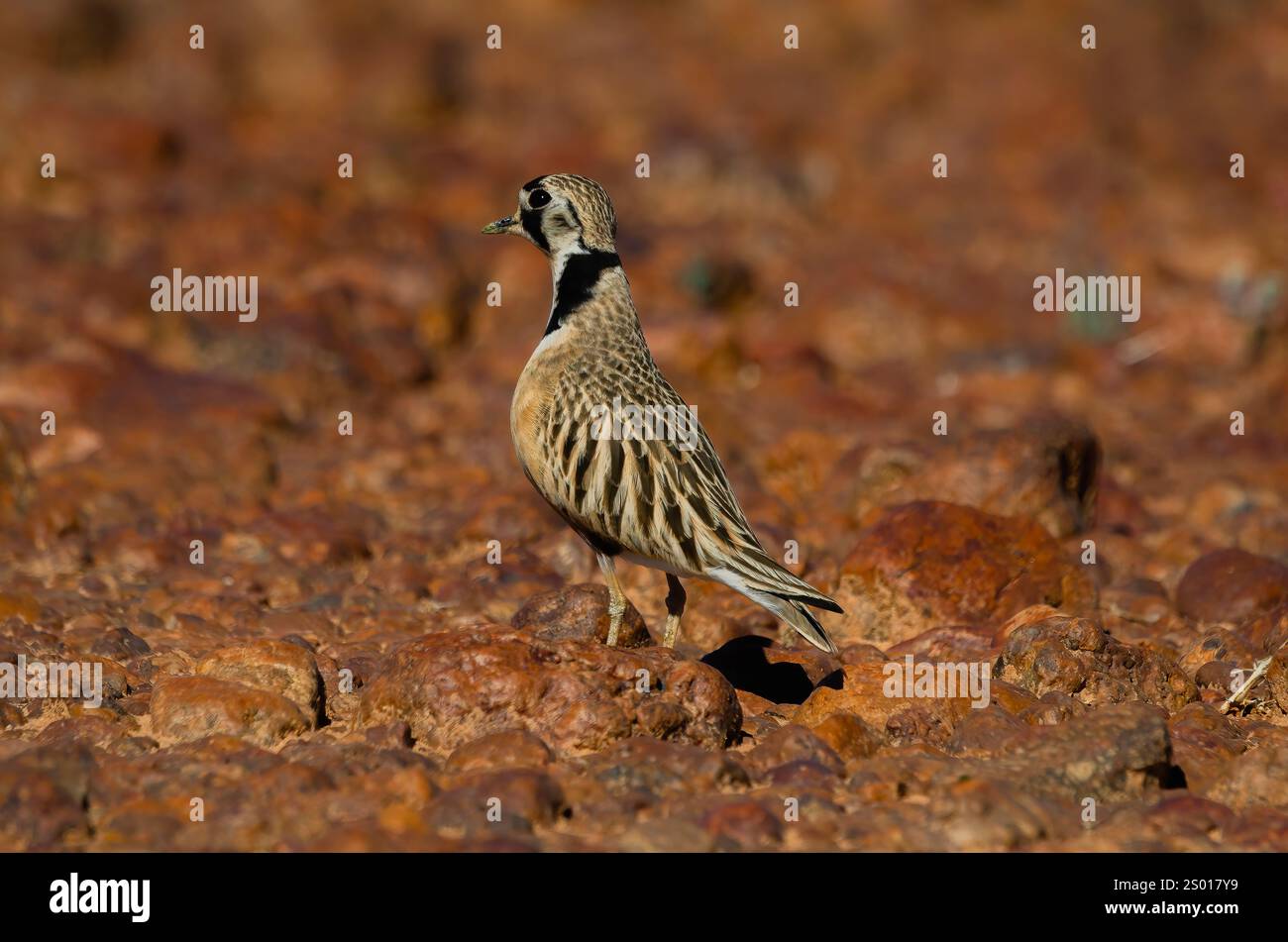 Dotterel interno, Gibber Plains, Queensland, Australia Foto Stock