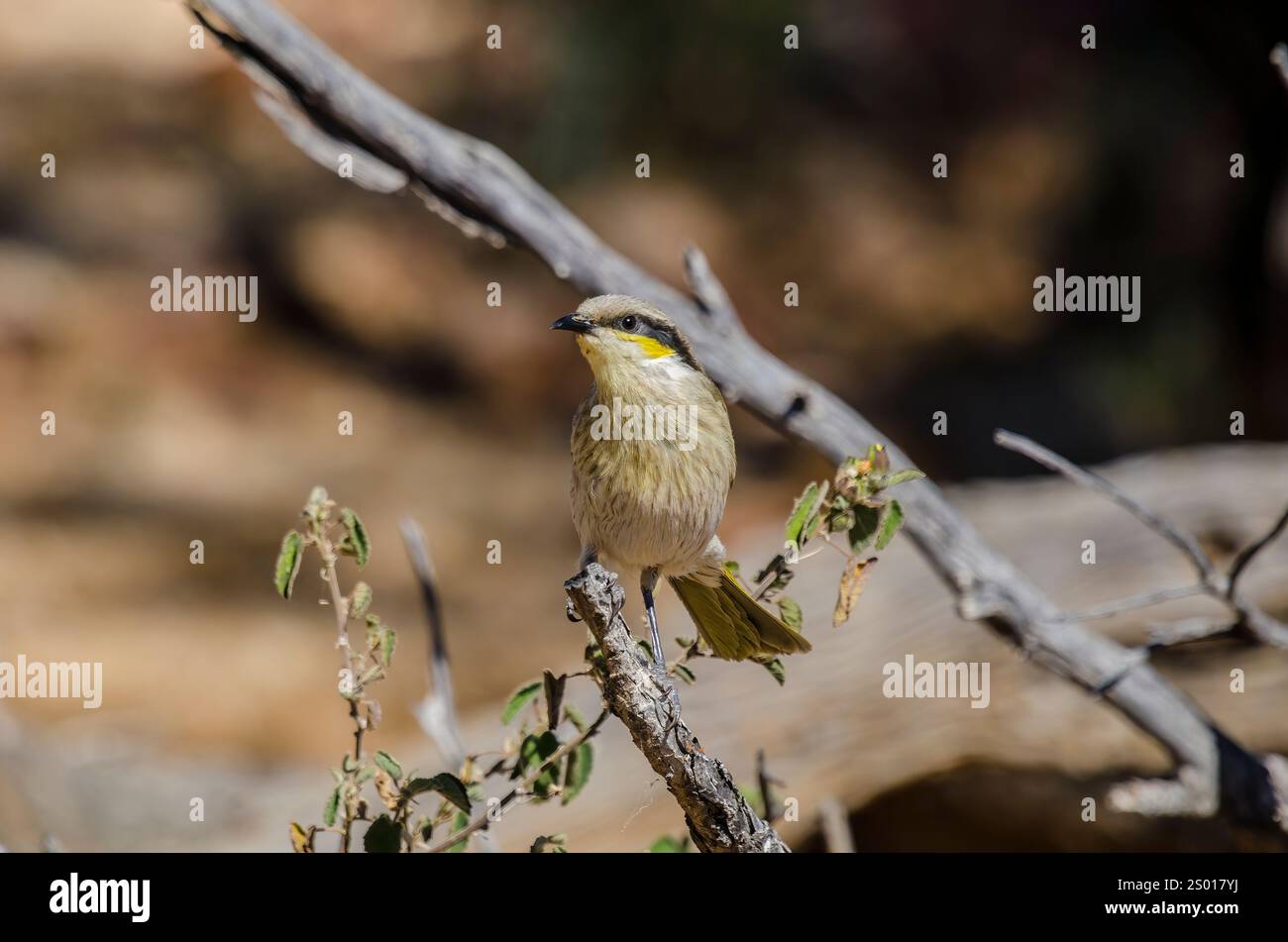 Canta Honeyeater, Queensland, Australia Foto Stock