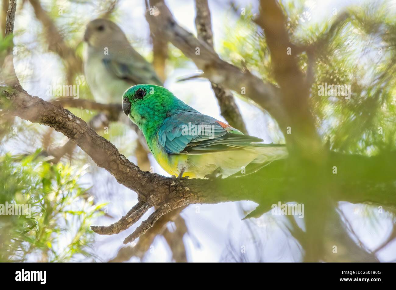 Pappagallo rosso, Queensland, Australia Foto Stock
