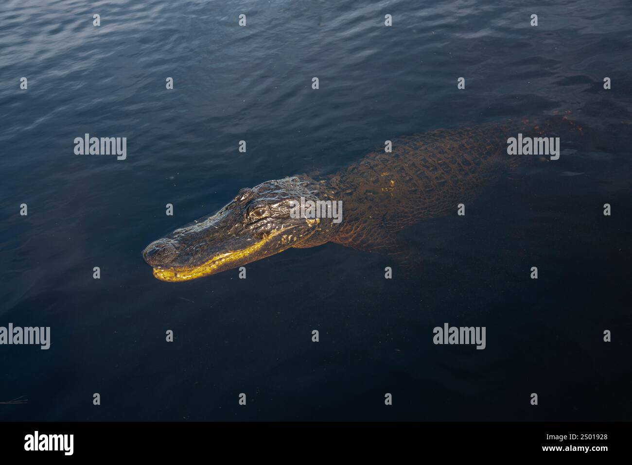 Alligatore americano, Florida Everglades National Park, Florida USA Foto Stock