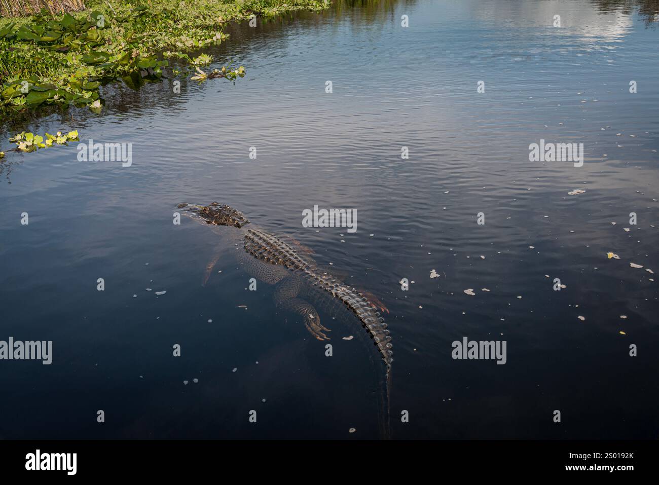 Alligatore americano, Florida Everglades National Park, Florida USA Foto Stock
