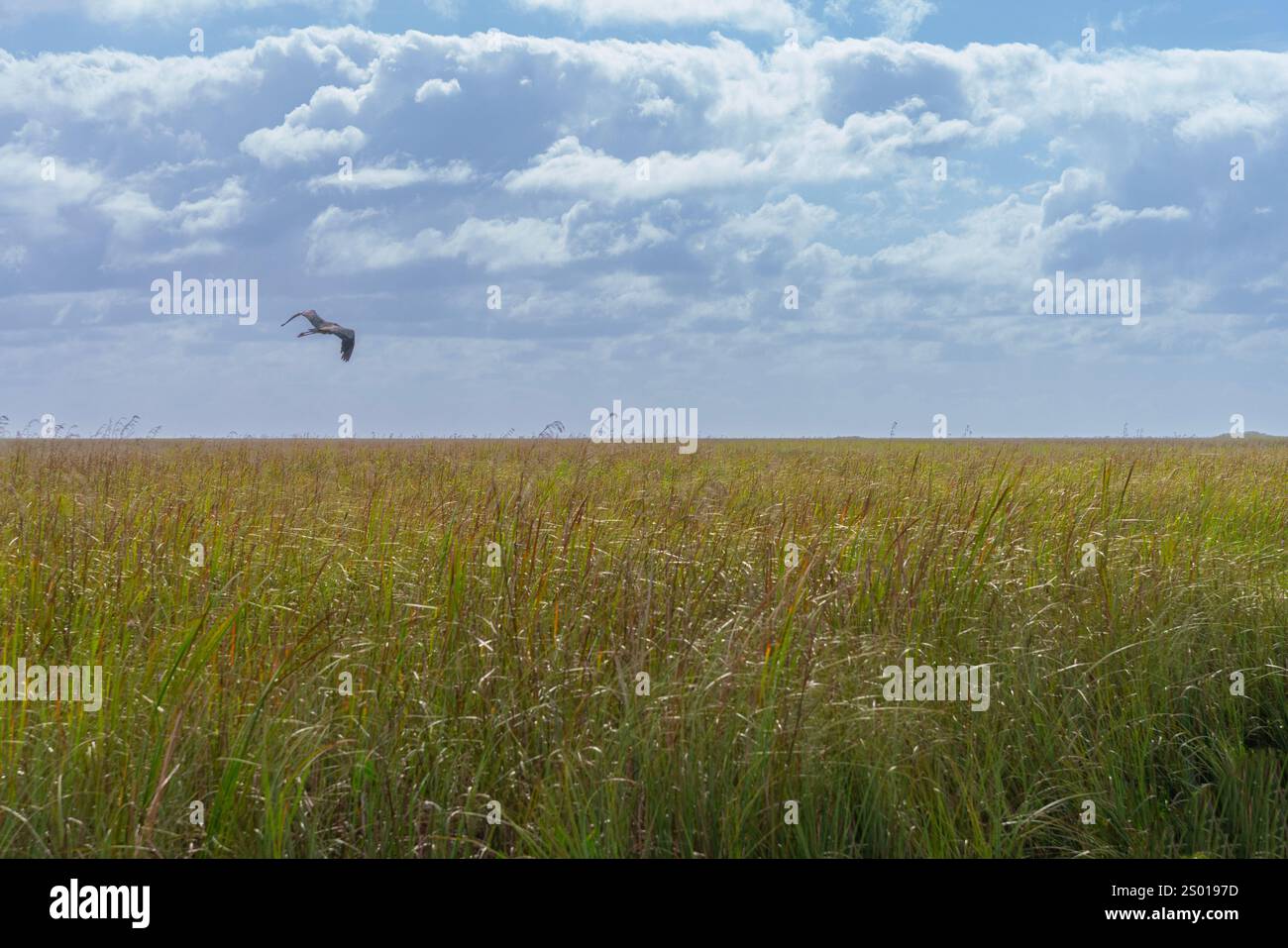 Heron sorvola sawgrass nell'Everglades National Park, Florida, USA Foto Stock