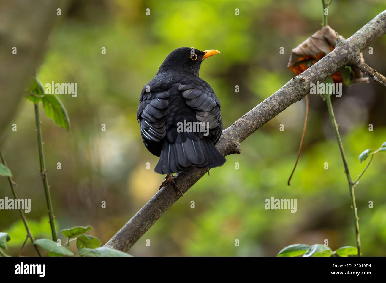 Il Blackbird maschio (Turdus merula) è un onnivoro che si nutre di lombrichi, insetti e bacche. Questa foto è stata scattata a Phoenix Park, Dublino, dove Foto Stock