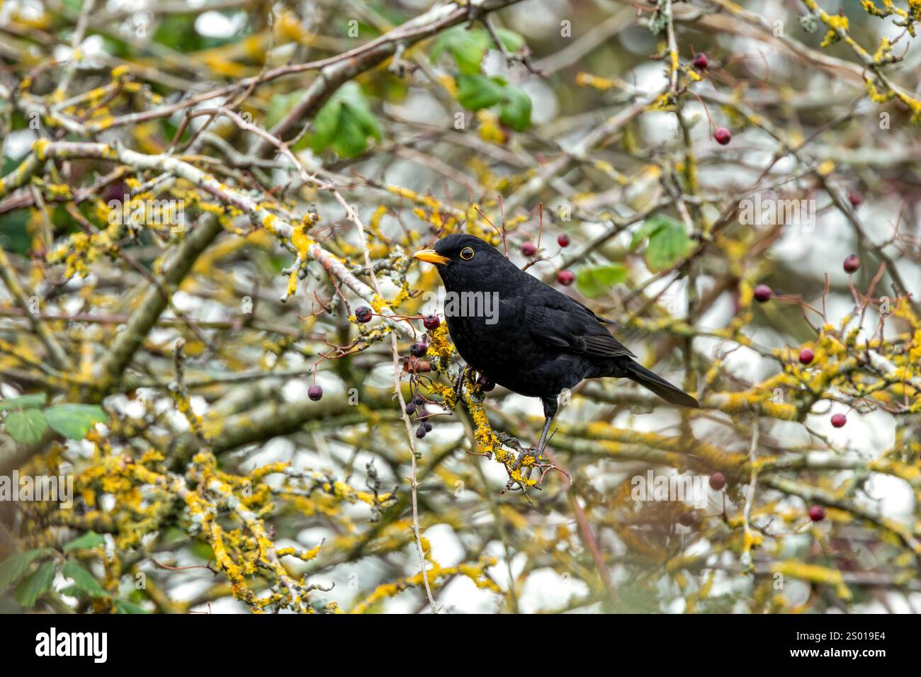 Il Blackbird maschio (Turdus merula) è un onnivoro che si nutre di lombrichi, insetti e bacche. Questa foto è stata scattata a Phoenix Park, Dublino, dove Foto Stock