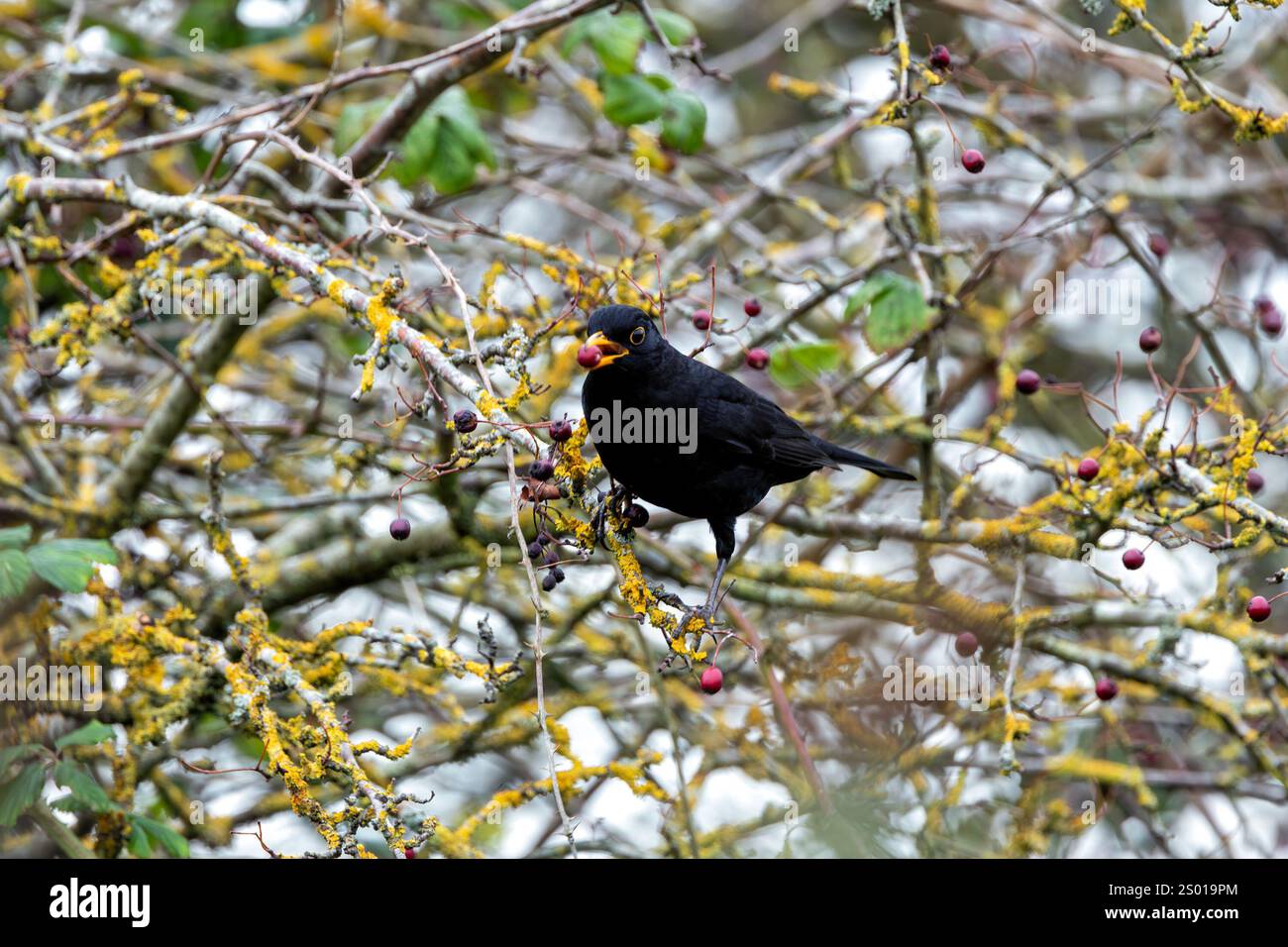 Il Blackbird maschio (Turdus merula) è un onnivoro che si nutre di lombrichi, insetti e bacche. Questa foto è stata scattata a Phoenix Park, Dublino, dove Foto Stock