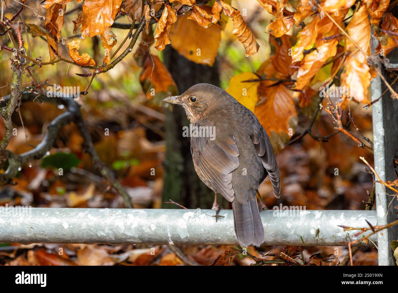 Il Blackbird femminile (Turdus merula) è un onnivoro che mangia vermi, insetti e bacche. Questa foto è stata scattata a Phoenix Park, Dublino, dove gli speci Foto Stock