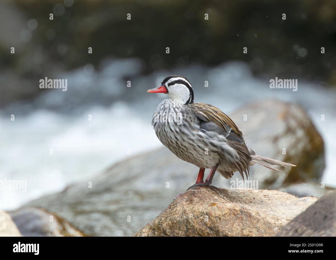 Anatra torrente, Merganetta armata, maschio adulto singolo, drake, in piedi sulla roccia vicino al torrente di montagna, Ande, Ecuador, Sud America Foto Stock