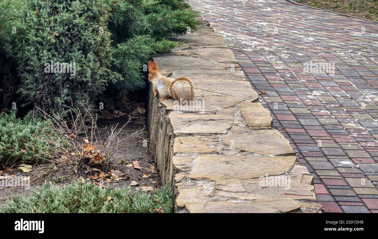 Scoiattolo nel parco in cerca di cibo in inverno. Soffice coda rossa e nappine sulle orecchie. Dadi e coni Foto Stock