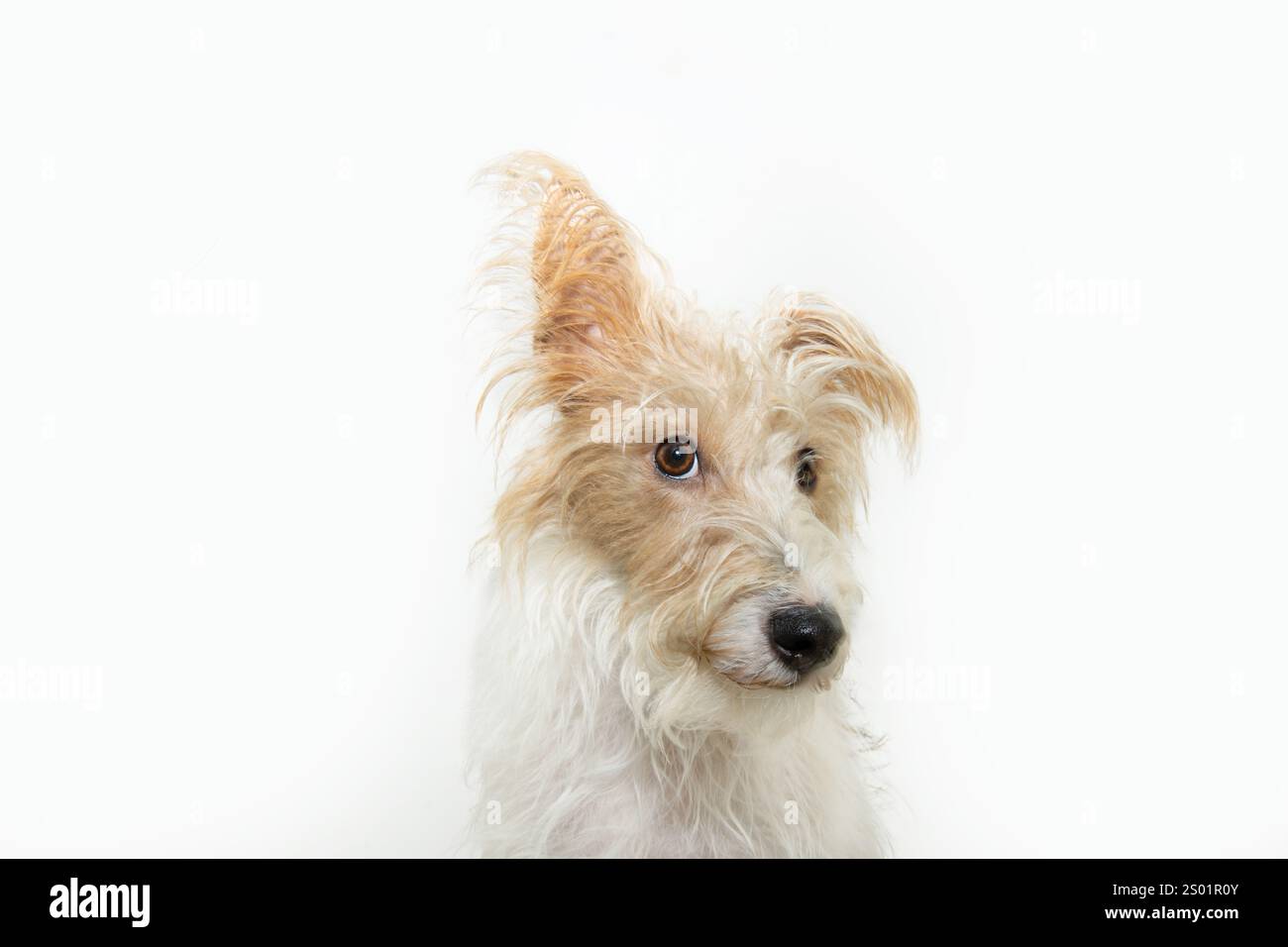 Divertente cane da cucciolo Fox terrier ritratto con un orecchio in alto che ascolta e guarda la fotocamera. Isolato su sfondo bianco Foto Stock