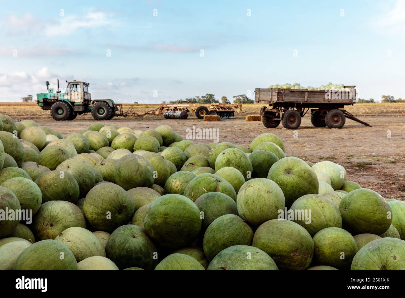 Un ampio campo di frutta verde, con un trattore e un camion sullo sfondo. Il frutto è accumulato in alto, creando un senso di abbondanza e prosperità. Il Foto Stock