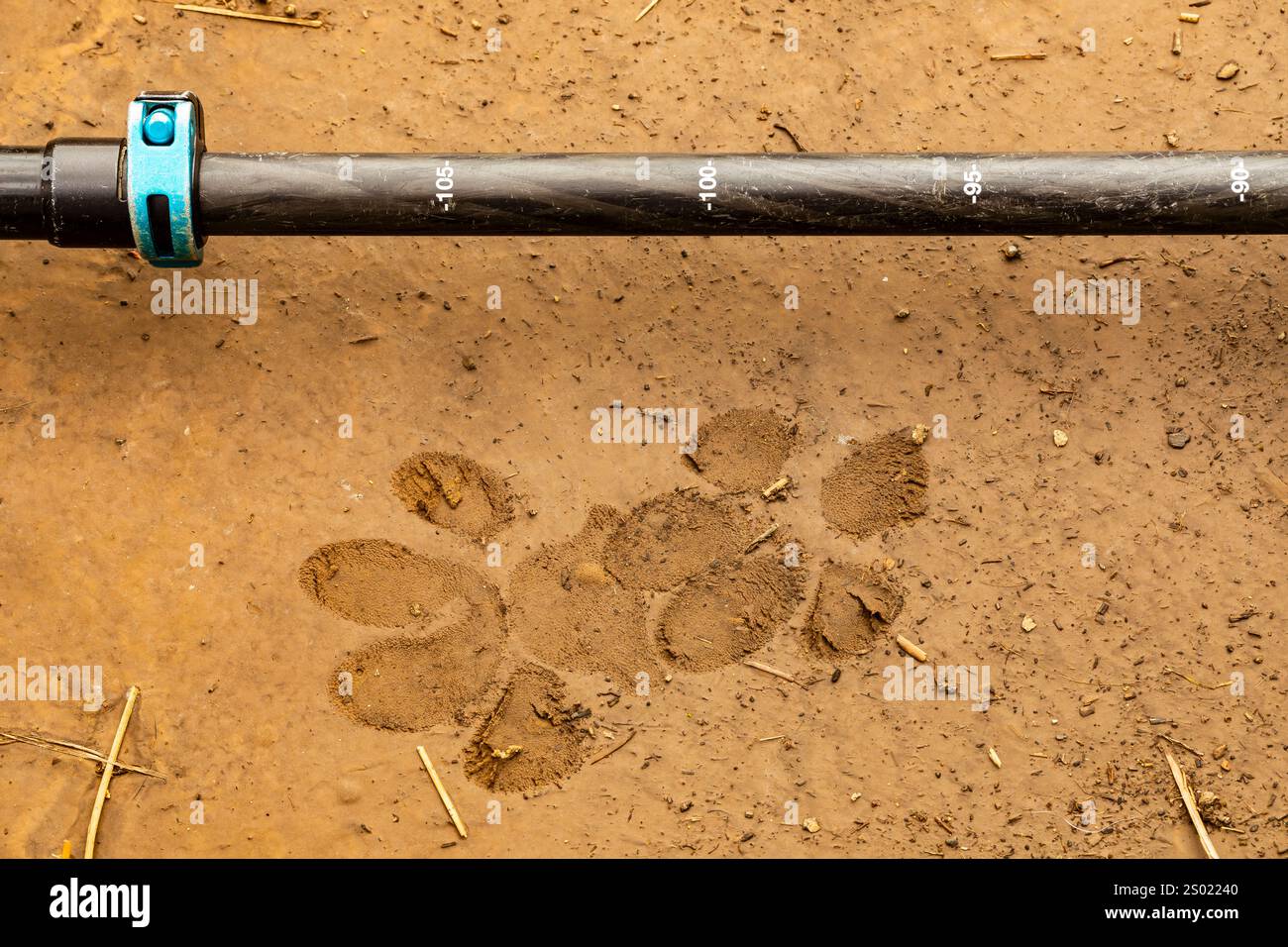Cougar, Puma Concolor, tracce fresche di fango che mostrano la consistenza dei pad, Kamiak Butte County Park, regione di Palouse, Stato di Washington, Stati Uniti Foto Stock