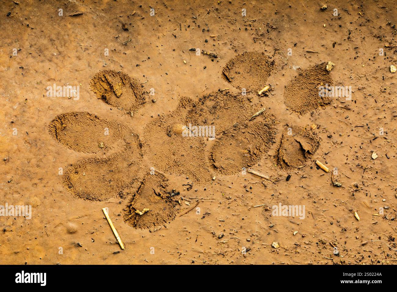 Cougar, Puma Concolor, tracce fresche di fango che mostrano la consistenza dei pad, Kamiak Butte County Park, regione di Palouse, Stato di Washington, Stati Uniti Foto Stock