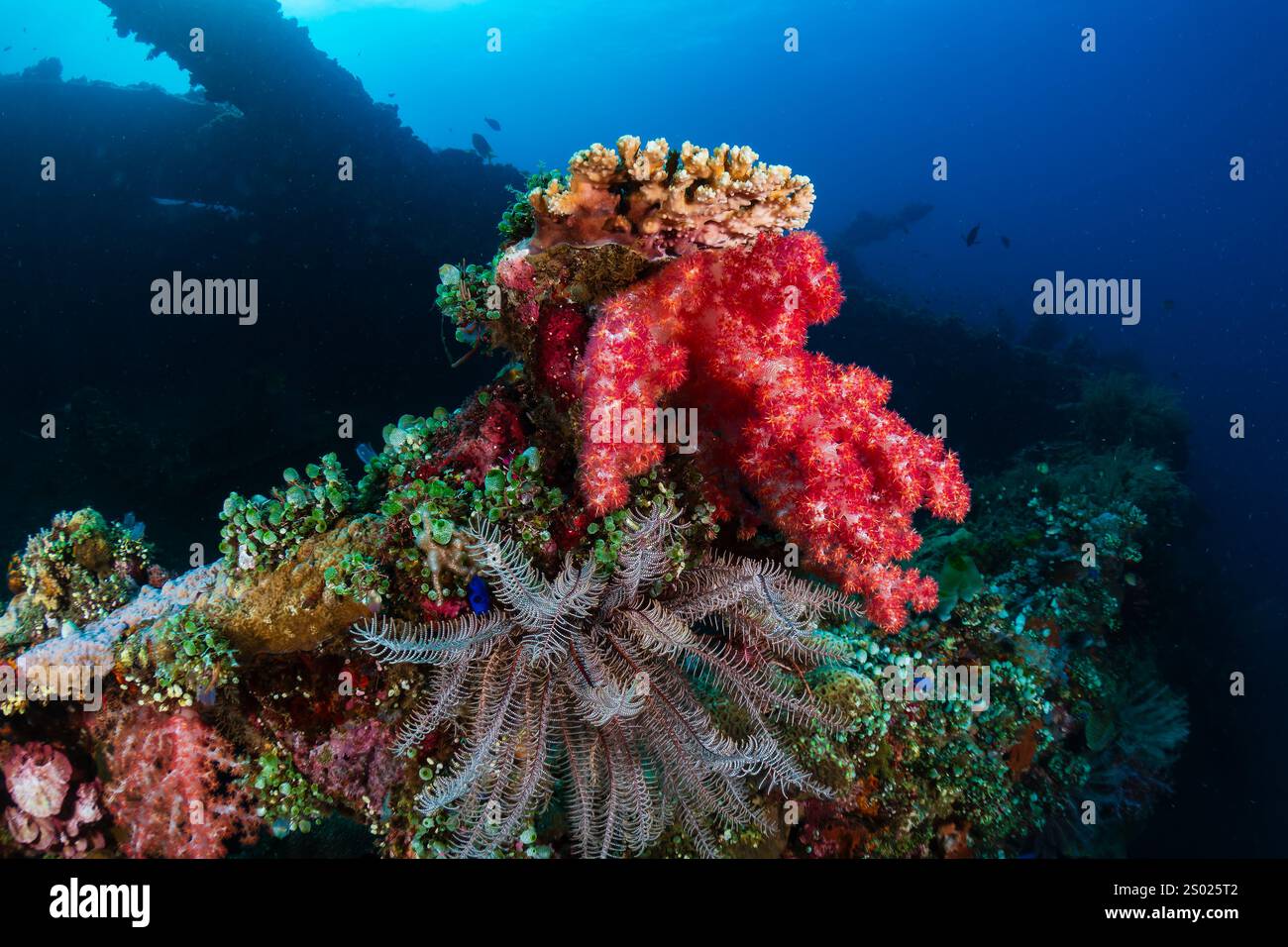 Coralli morbidi e Crinoidi sulla struttura metallica di un relitto sottomarino in un oceano tropicale Foto Stock