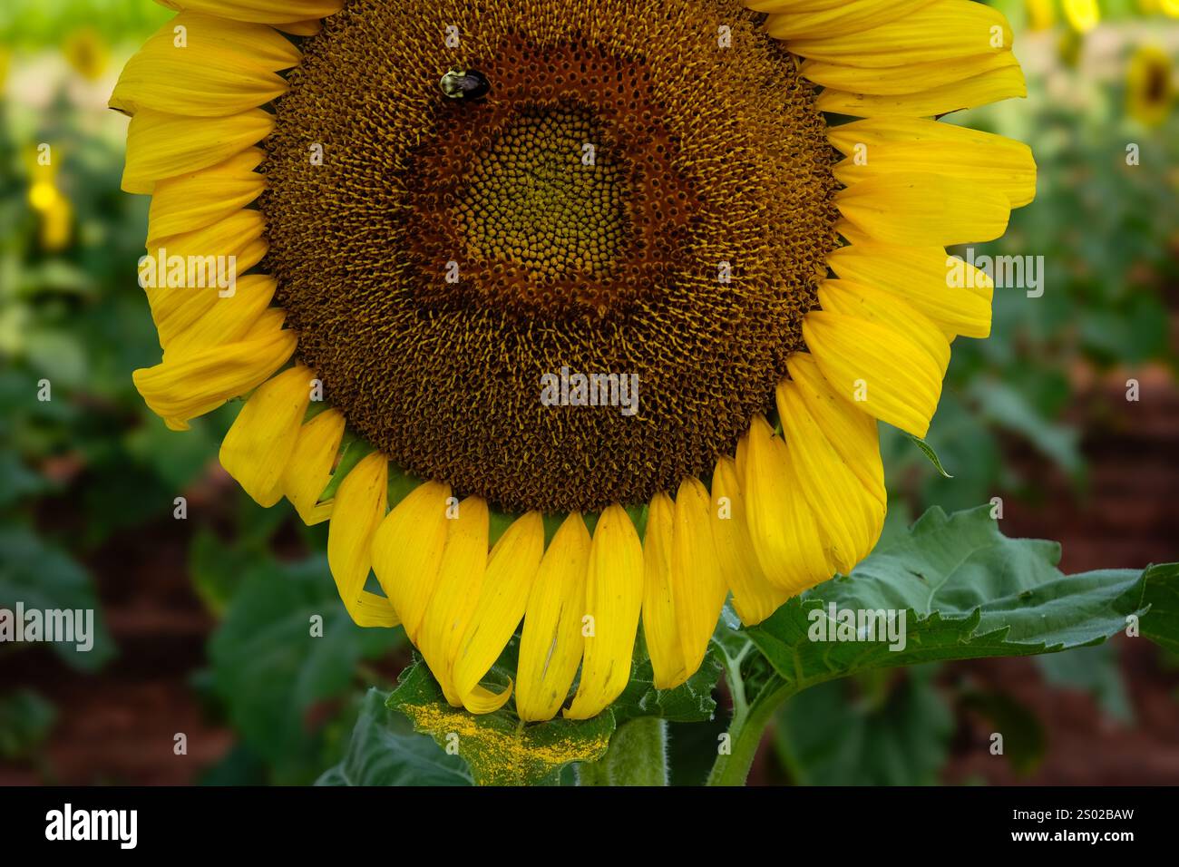 Guarda il girasole che sparge polline sulle foglie Foto Stock
