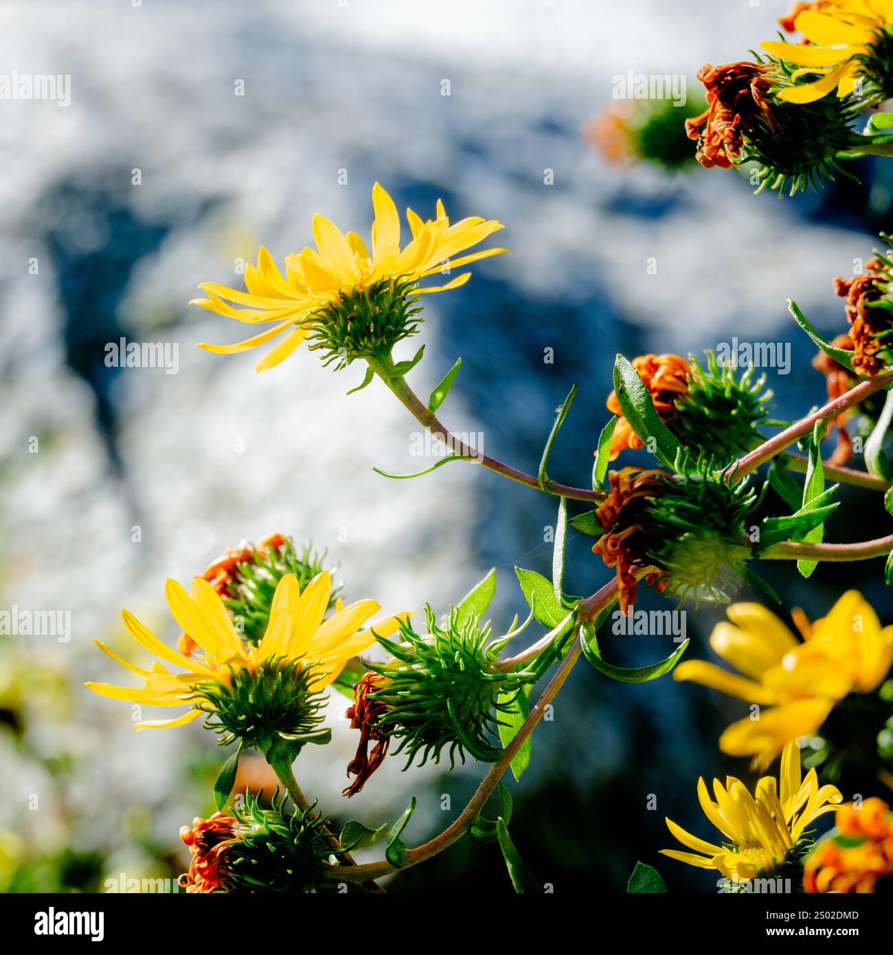 Fiori gialli visti lateralmente, cattura il sole trasformando i loro petali in un giallo brillante. I petali più vecchi si sono ridotti e sono diventati arancioni. Foto Stock