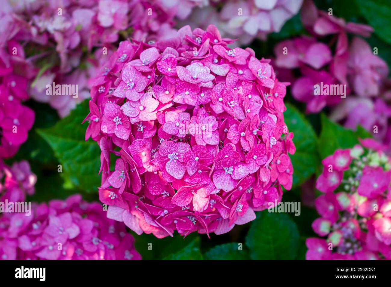 Fioritura di ortensie rosa brillante con sfondo selettivamente sfocato. Foto Stock