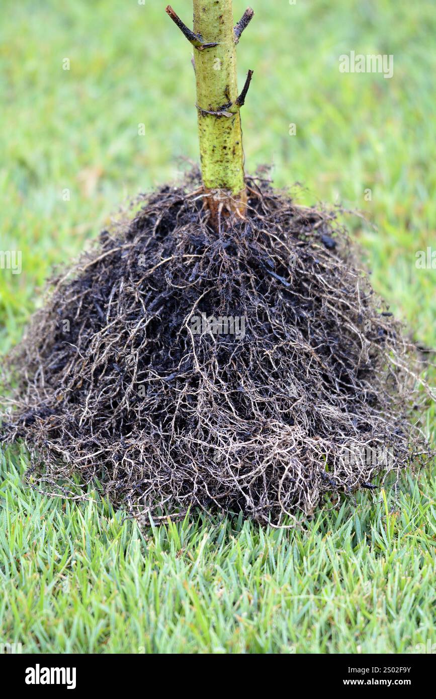 Helianthus annuus - radici di girasole - primo piano del sistema di radici di girasole sradicate Foto Stock